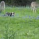 Deer and Cat play in the Bluebonnets  Brushy Creek Park Cedar Park TX