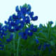 Texas Bluebonnets Brushy Creek Park Cedar Park TX