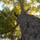 Carya illinoinensis - Pecan Tree  - Brushy Creek Sports Park - Cedar Park TX