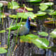 Purple Gallinule Bird in the Everglades.
