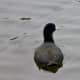 American Coot aka Mud Hen