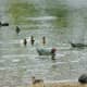Various types of ducks