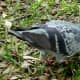 Pretty pigeon