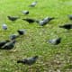 Numerous pigeons