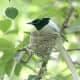 Asian Paradise Flycatcher Terpsiphone paradisi in Kullu