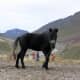 One of the most peculiar thing associated with the costliest Chumurti horse in Pin valley at Spiti is that it grows from black when young to blue when fully grown and then to white when it becomes old.