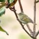 Hume's Warbler Phylloscopus humei in Kullu 