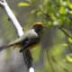 Chestnut-tailed Minla Minla strigula in Kullu at Zirmi Thaatch (11000 ft.)