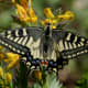 Common Yellow Swallowtail ( Papilio machaon) found at Kullu during Sar Pass Trek on way to Zirmi Thaatch(11000 ft.).