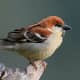 Russet Sparrow (Passer rutilans) in Kullu - Manali