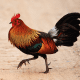 Red Jungle fowl