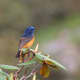 Blue-fronted Redstart Phoenicurus frontalis at Mailee Thaatch (10,500 ft.) in Kullu