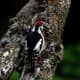 Himalayan Woodpecker Dendrocopos himalayensis in Kullu
