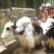 Yaks in Manali