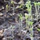 Celery Seedlings