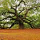 Angel Oak located on St Johns Island in Charleston SC is over 1400 years old. 