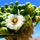 Saguaro cactus blossom
