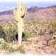 Saguaro National Park