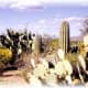 Many different forms of cactus in addition to the saguaros in the Saguaro National Park
