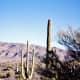 Saguaro National Park