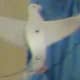 Bird Shadow Puppet