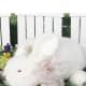 flopsy rabbit