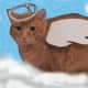 Wessie all decked out in his angel costume... floating in the clouds.