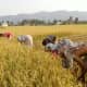rice-farming-in-nepal