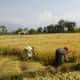 rice-farming-in-nepal