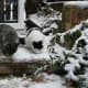 Dippy and Greebo Christmas Steps
