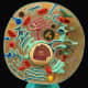 This fake-colour model shows all the major organelles of the animal cell, as well as a cut-away of the nucleus