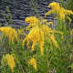 State Flower: Goldenrod
