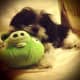 Mikis love to chase balls. This one is her favorite. When she is tired from all the running around she can use it for a pillow.