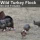 This eastern wild turkey flock includes both males and females (toms and hens). 