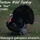 This is a male (tom) eastern wild turkey.
