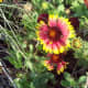 Joe found these flowers - which weren't growing anywhere else in the area - unexpectedly where Josephine used to garden.