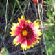 The Jobell Flower is two-toned.