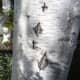 The dark diamond-shaped markings on the silver birch tree trunks are very distinctive. These are small vertical fissures or cracks that turned black as the tree aged.