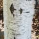 weeping-birch-trees