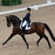 Horse performing an Extended Trot