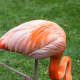 Flamingo at the Milwaukee County Zoo