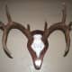 My 8 point from 2012 Archery Season