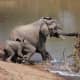 Nile crocodile pulling a young elephant.