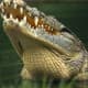 Nile crocodile close-up shot.