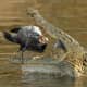 Nile crocodile eating a fish.