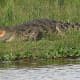 Nile crocodile in an idle state.