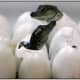 Nile crocodile babies.