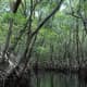 Mangroves in Everglades