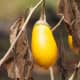 yellow egg plant