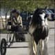 i-love-black-friesians-and-gypsy-vanners